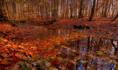 природа осень листья лес деревья