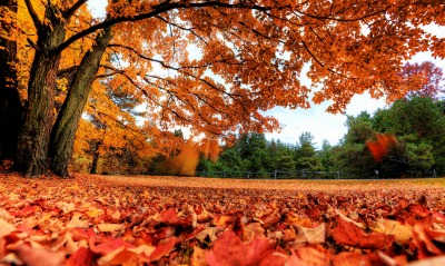 Осень листва красная