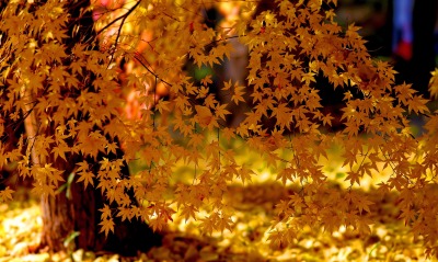 Осень дерево листья