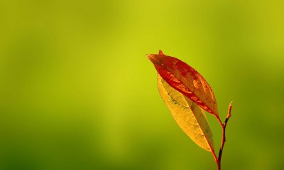 природа лист зеленый фон осень ветка