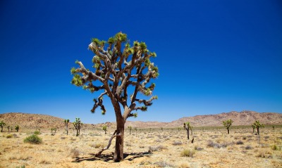 Пустыня кактус