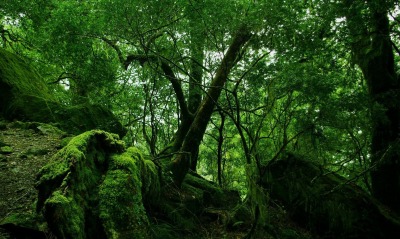 Лес зелень мох деревья