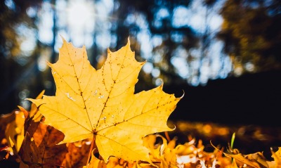 Осень лист природа