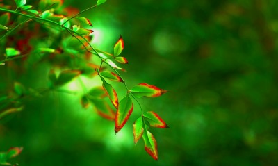 природа листья зеленые