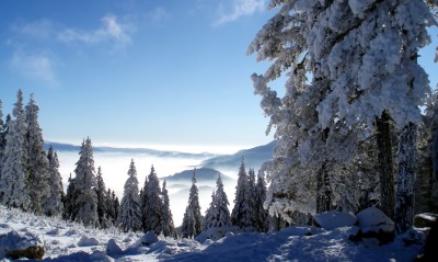 природа зима ели деревья снег