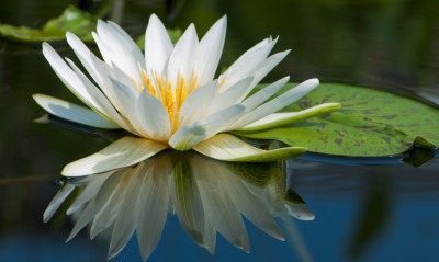 Кувшинка цветок природа вода озеро водяная лилия