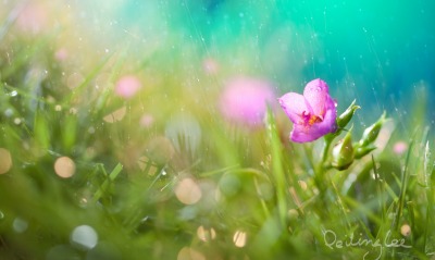 дождь трава цветы природа