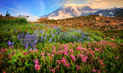 горы поле цветы природа