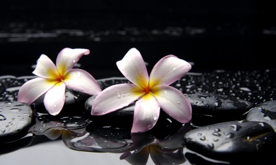 Природа цветы камни капли вода