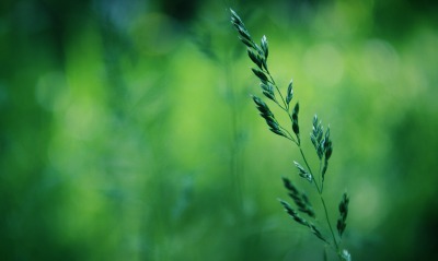 трава, природа