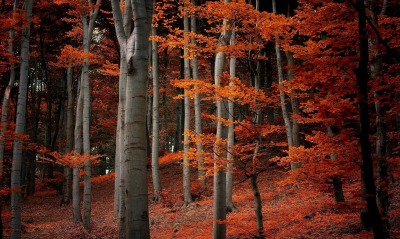 лес природа осень деревья