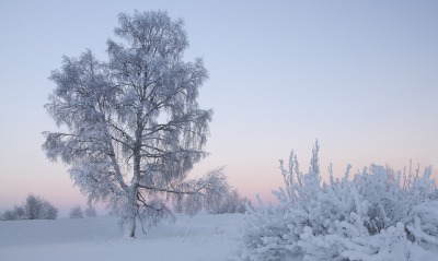 природа зима снег деревья