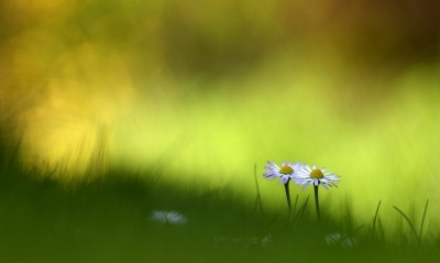 ромашки цветы природа трава