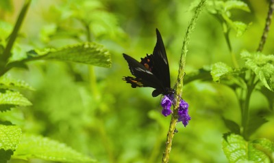 бабочка черная природа трава листья