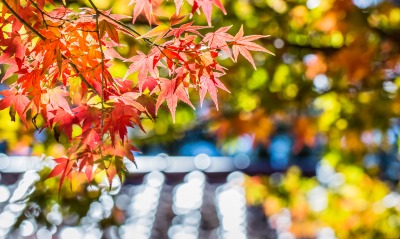 Осень ветви листья