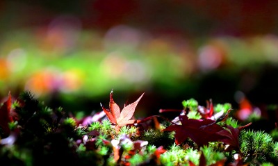 лист осень трава природа
