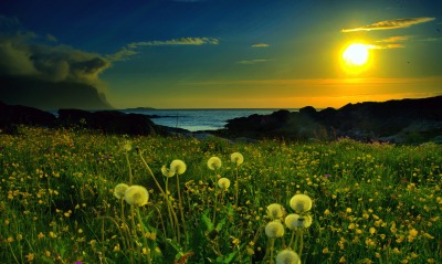 природа солнце поле трава
