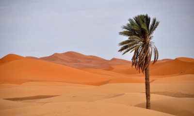 Пустыня дюны барханы песок пальма