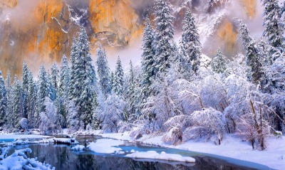 Зима ель деревья природа