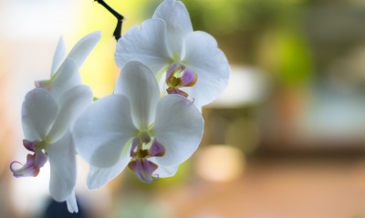 Белый цветок орхидея