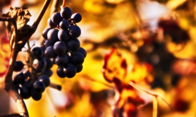 Виноград, Осень