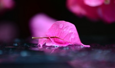 природа лист розовый