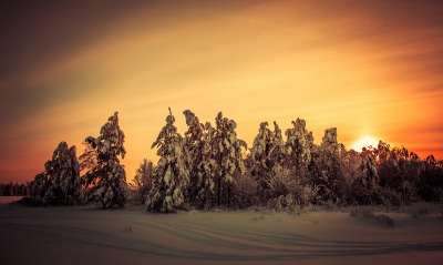 природа деревья зима снег закат ели