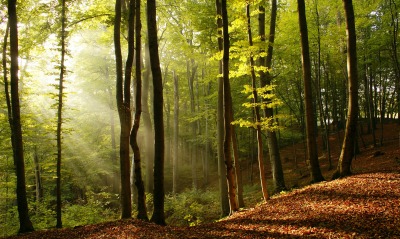 природа деревья осень лес