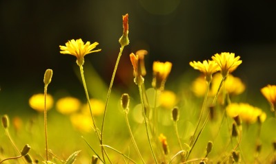 природа желтые цветы трава
