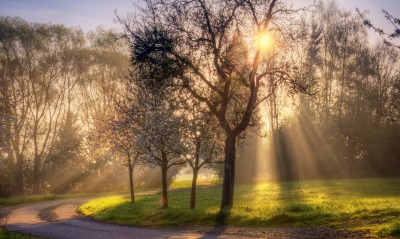 природа деревья солнце