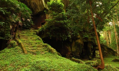 природа мох лестница трава деревья