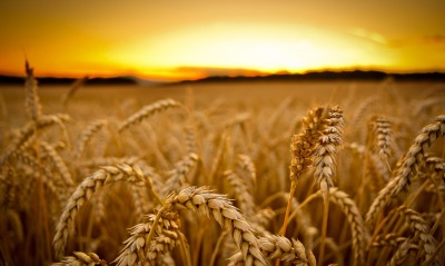 пшеница природа поле закат