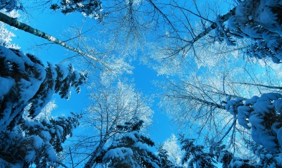 природа деревья ели зима снег небо