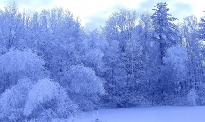 природа зима деревья лес снег