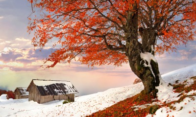 природа дерево снег листья дом облако