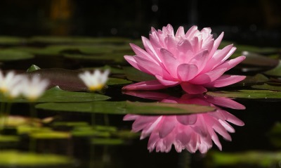 природа цветок вода Священный Лотос