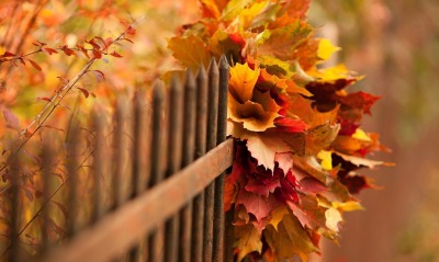 природа листья осень забор