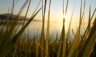природа восход трава