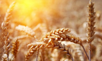 природа пшеница крупный план