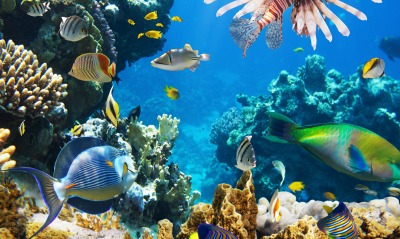 море вода рыбы кораллы