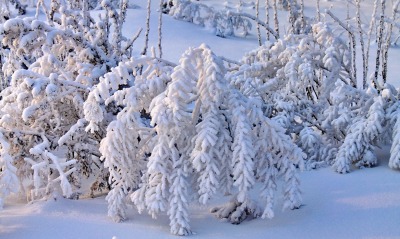 природа снег деревья ель зима лес ветки