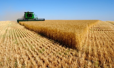 природа поле комбайн пшеница