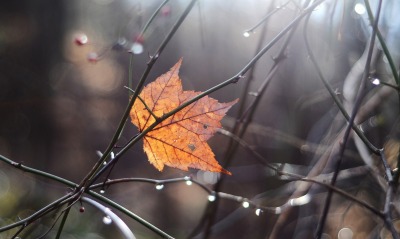 природа лист ветки осень дождь