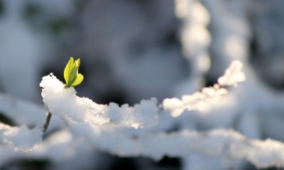 природа снег цветок