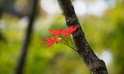 природа дерево лист