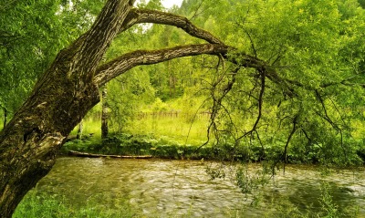 природа дерево озеро
