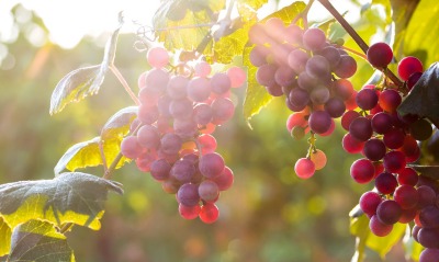 природа виноград еда