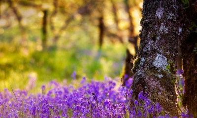 природа Шотландия дерево цветы