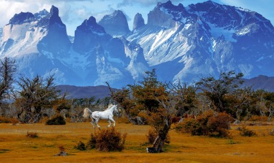 природа горы лошадь поле