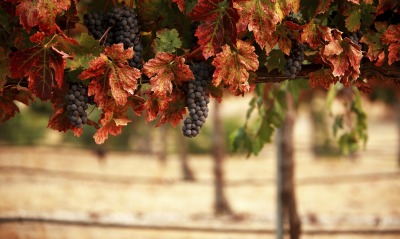 природа деревья виноград листья